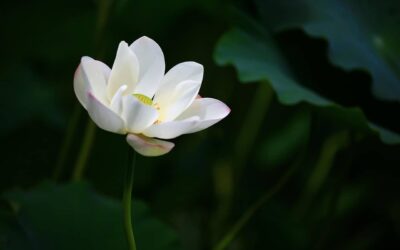 Le 1er événement bien-être du Lotus Concept