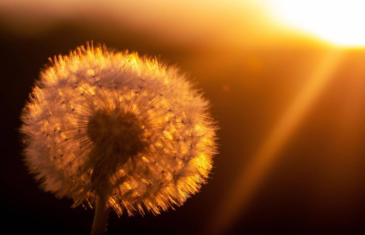 Inaugurations, lancements et salons bien-être Pissenlit devant un soleil couchant, représentant un événement révélateur et lumineux tel qu'une inauguration, un lancement de produit ou encore un salon de bien-être