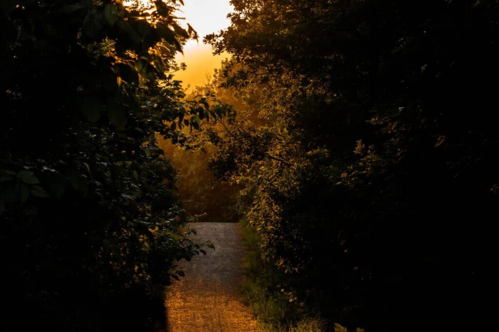 Chemin lumineux et doré, dans la noirceur de la forêt