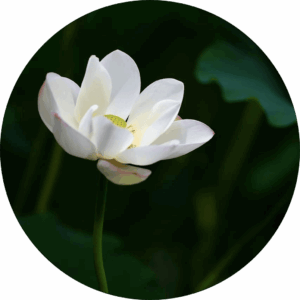 Fleur de lotus Fleur de lotus blanche